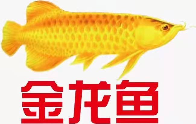 金龍魚